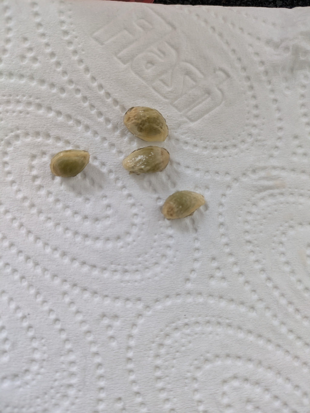Kumquat seeds x5