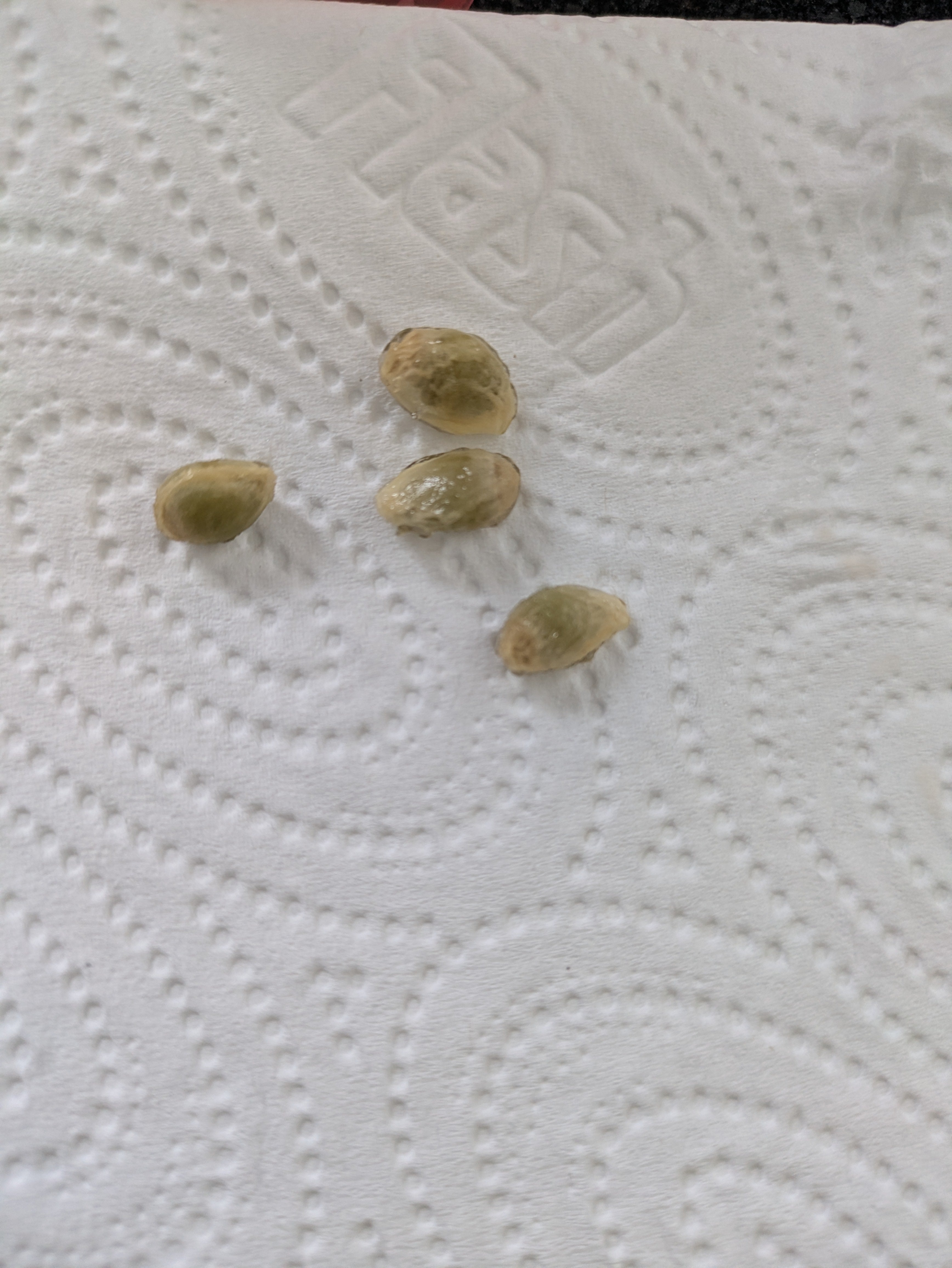 Kumquat seeds x5