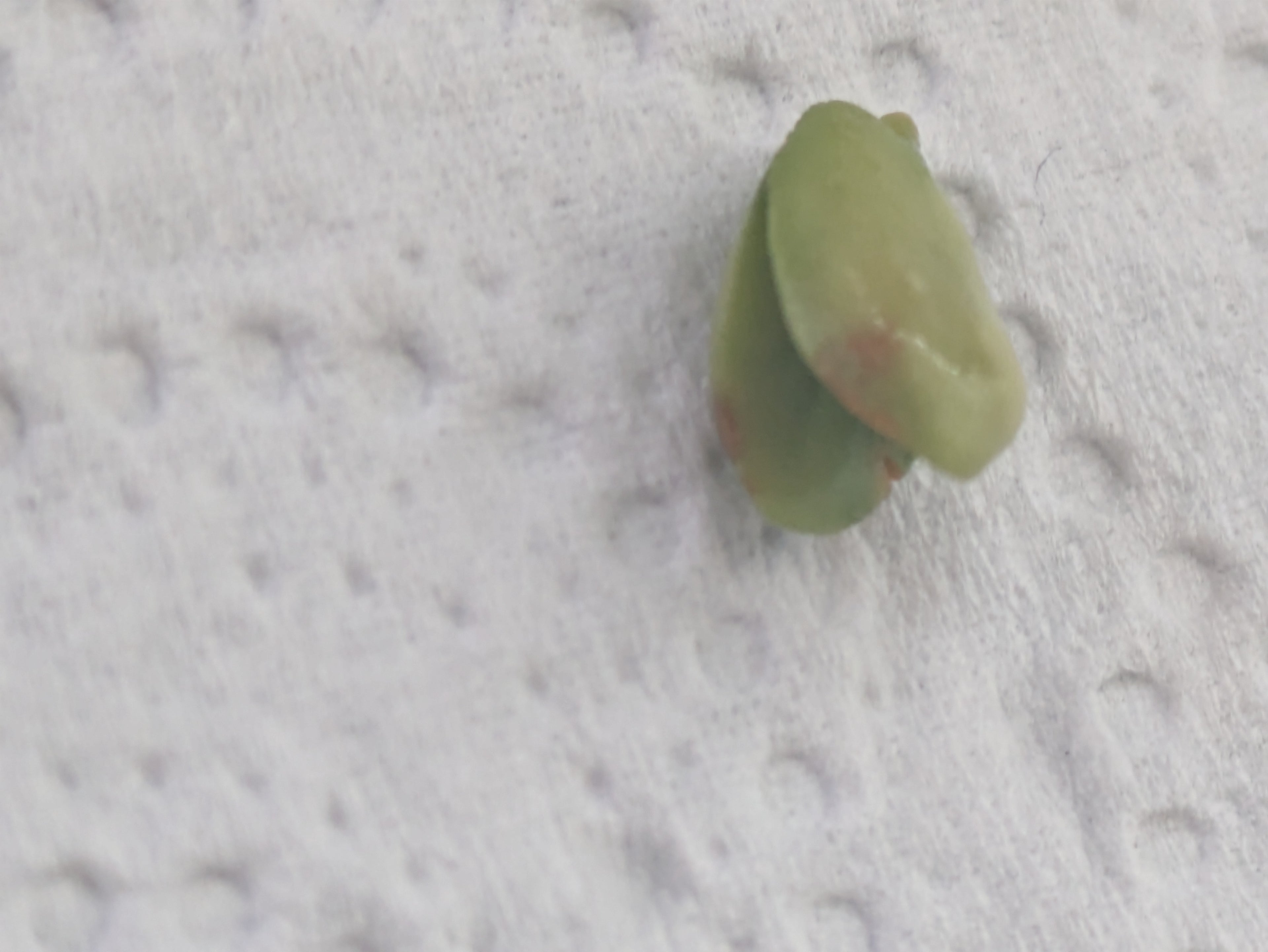Kumquat seeds x5