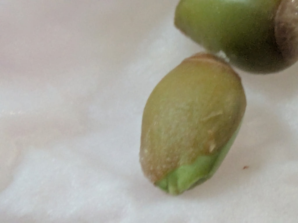 Kumquat seeds x5
