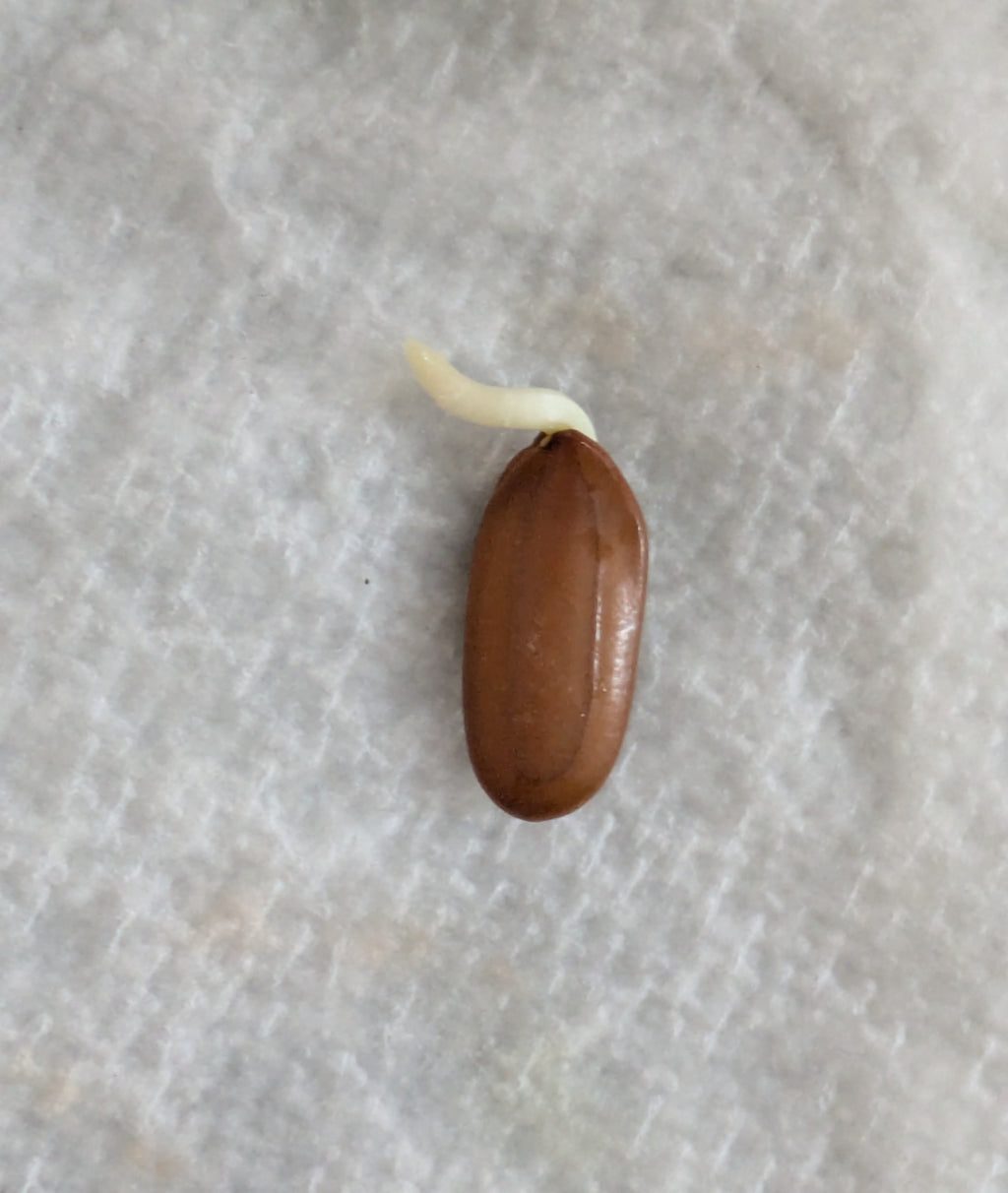 Persian silk Tree Germinated Seeds x5