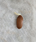 Persian silk Tree Germinated Seeds x5