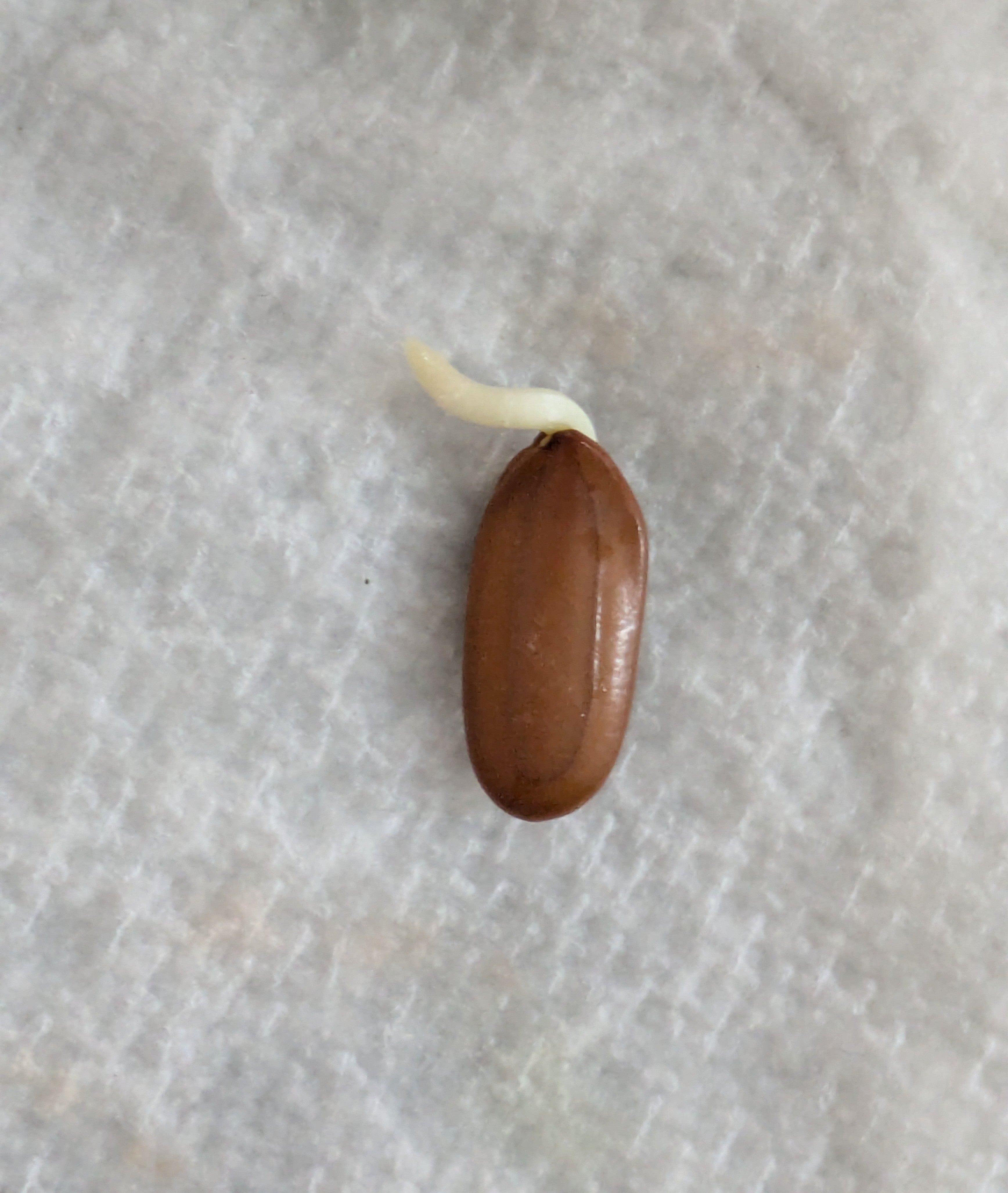 Persian silk Tree Germinated Seeds x5