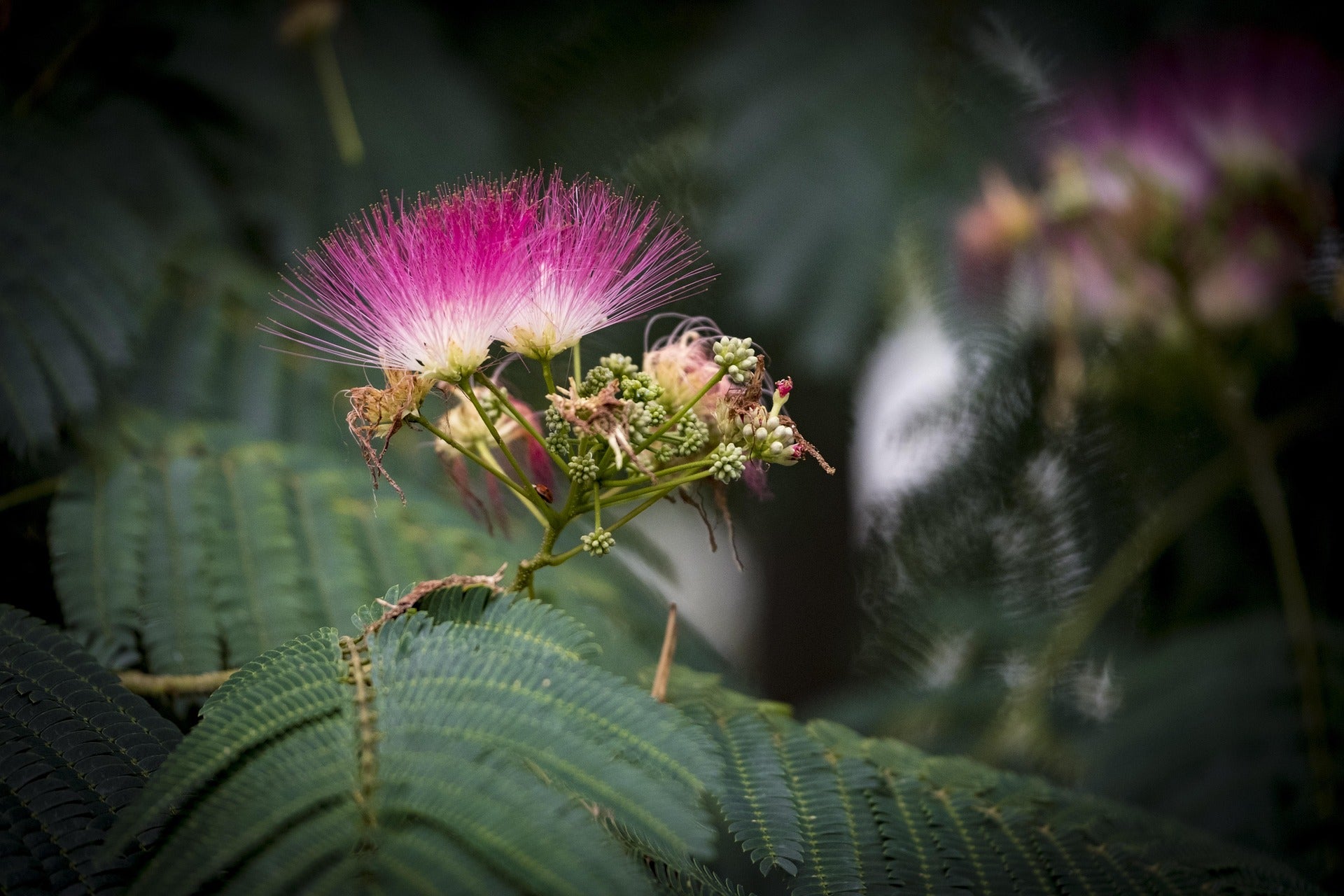 Persian silk Tree Germinated Seeds x5