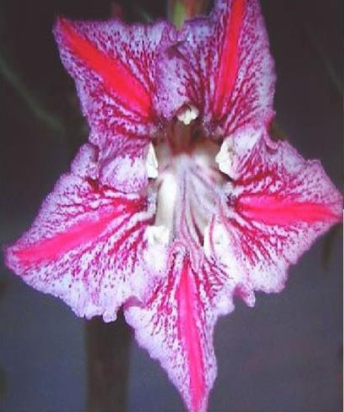10  x Dance of the butterfly Desert rose Seed Germinated or Dry