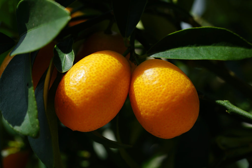 Kumquat seeds x5