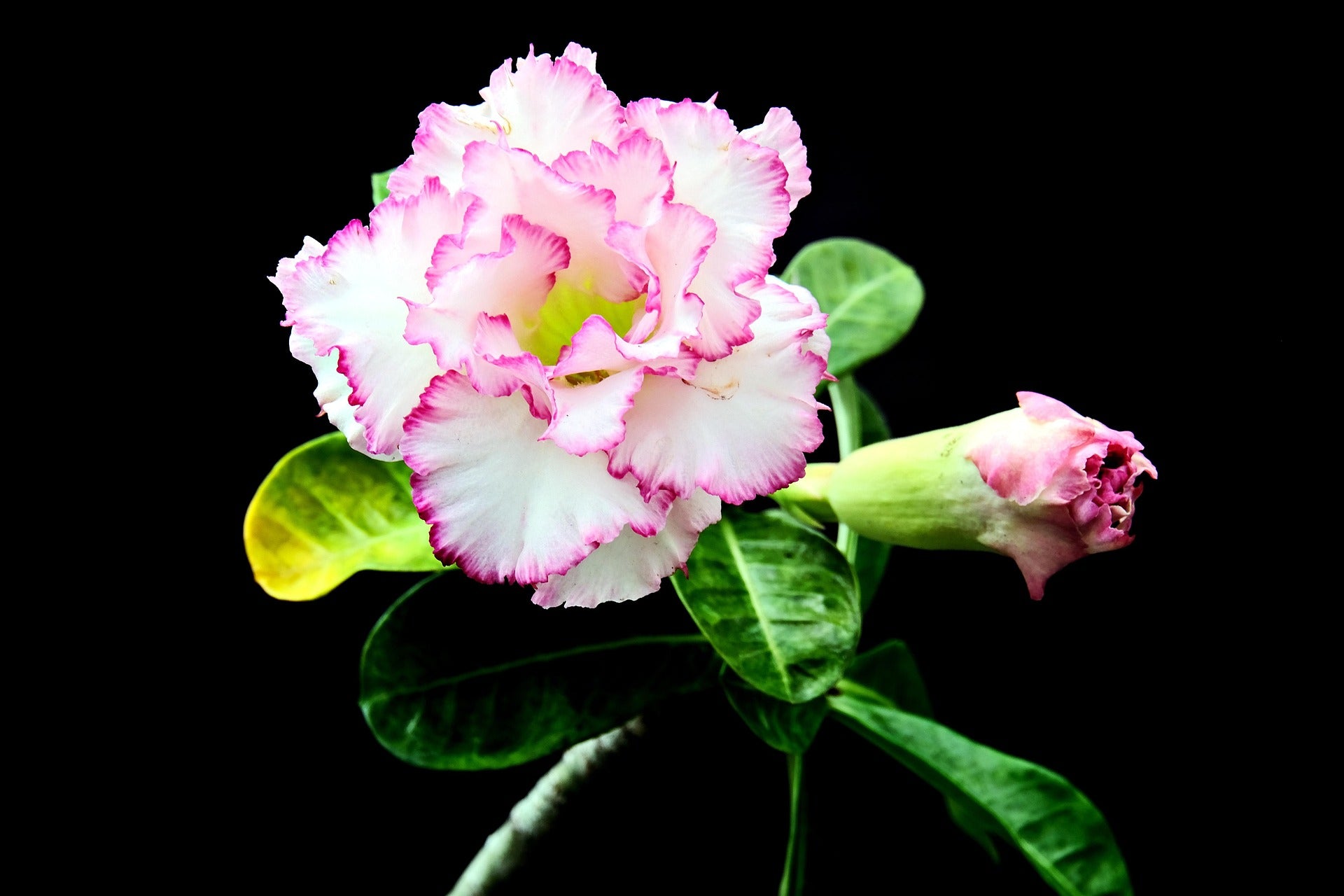 10  Mixed Coloured Desert rose Seeds  (Dry seed to germinate Yourself)