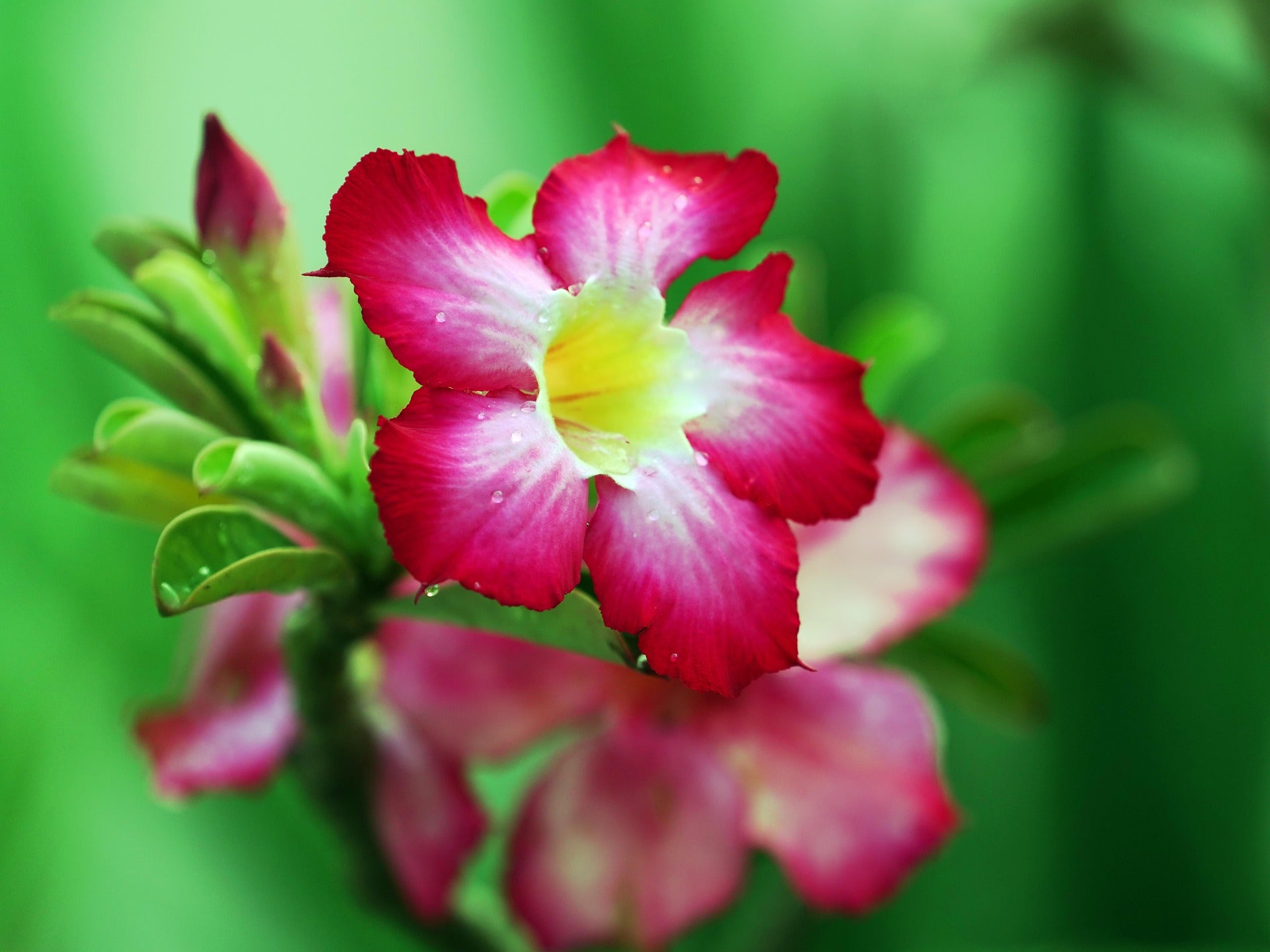 10  Mixed Coloured Desert rose Seeds  (Dry seed to germinate Yourself)