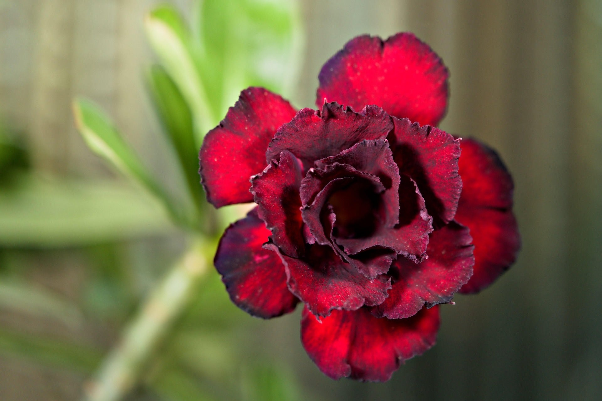 10  Mixed Coloured Desert rose Seeds  (Dry seed to germinate Yourself)