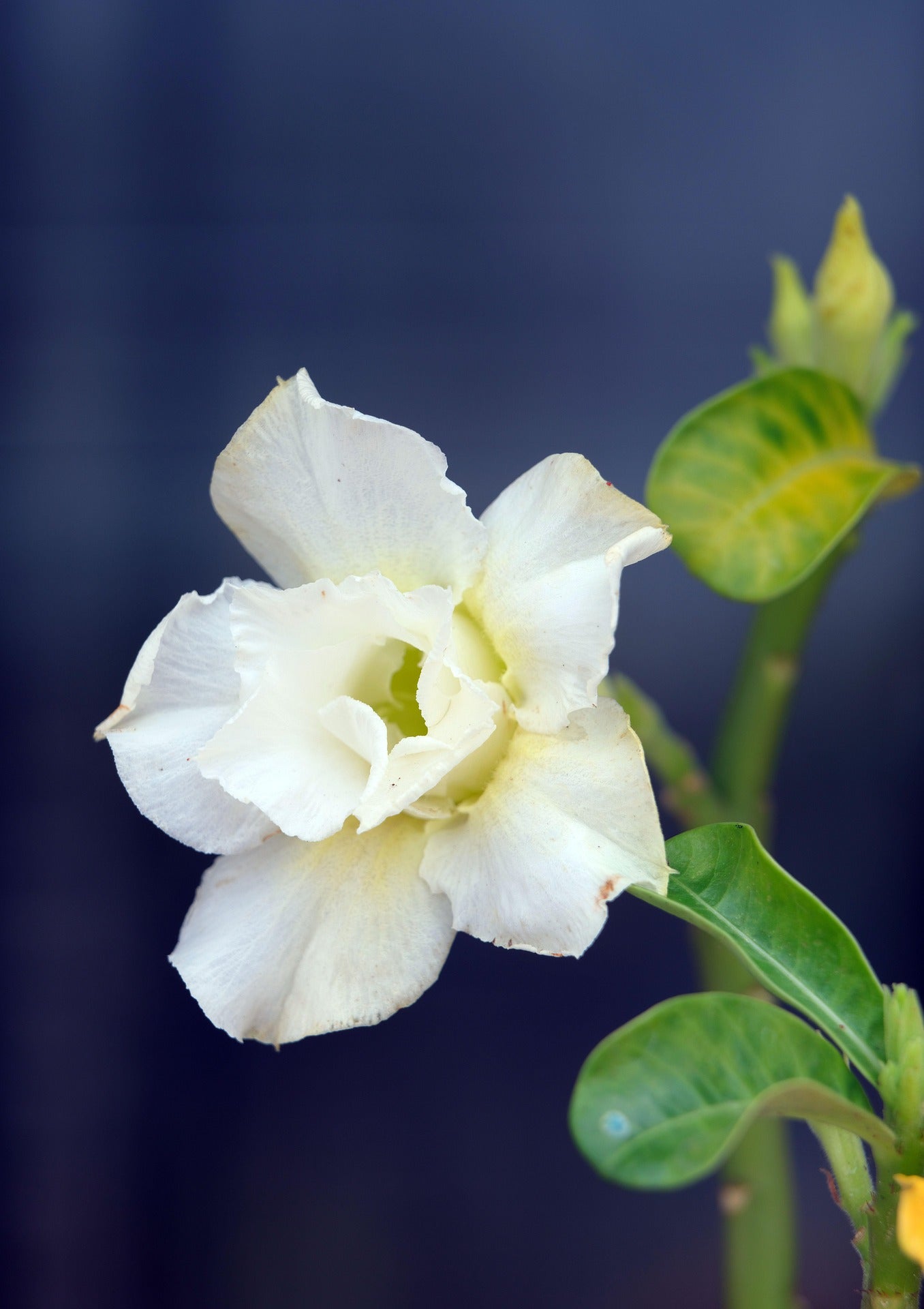 10  Mixed Coloured Desert rose Seeds  (Dry seed to germinate Yourself)