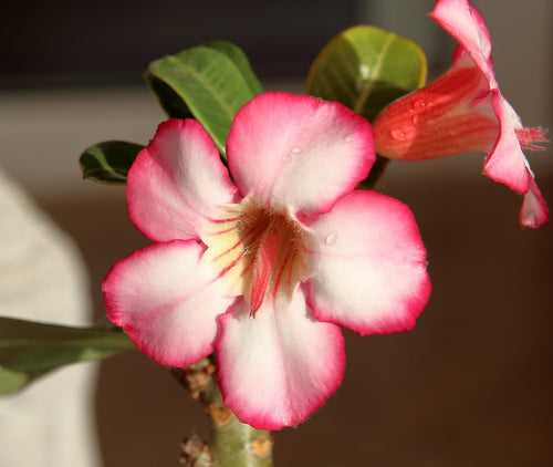 10  Mixed Coloured Desert rose Seeds  (Dry seed to germinate Yourself)