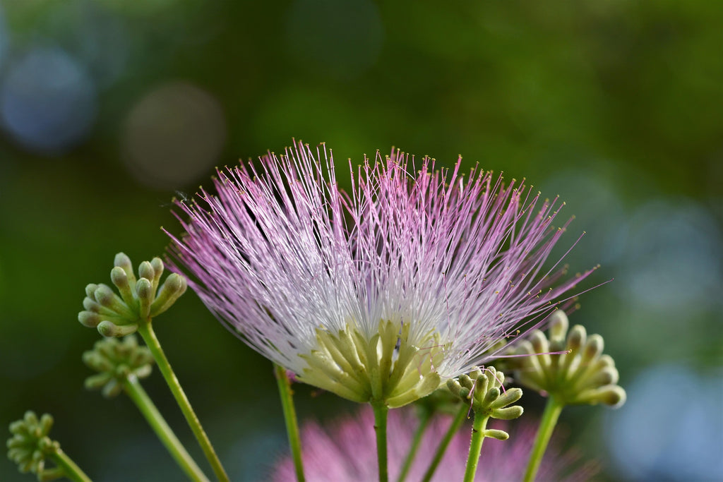 Persian silk Tree Germinated Seeds x5