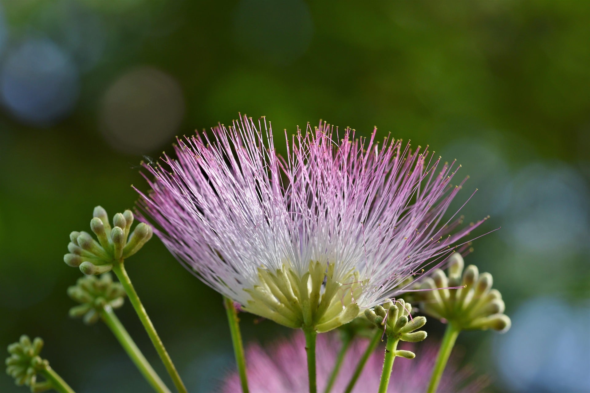 Persian silk Tree Germinated Seeds x5